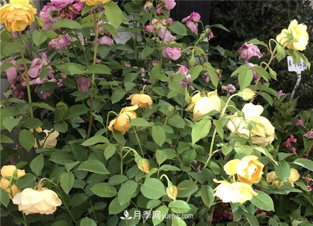 月季花葉子發(fā)黃怎么回事？4個原因(圖3)