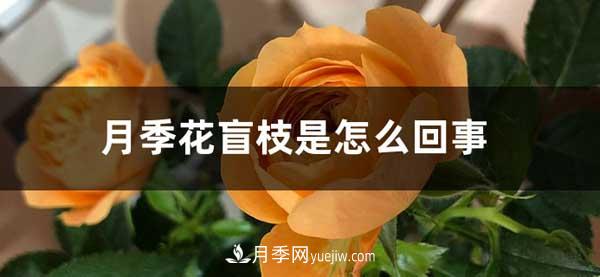 月季花盲枝是怎么回事？怎么處理？(圖1)