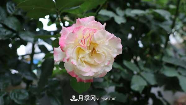 月季花盲枝是怎么回事？怎么處理？(圖2)