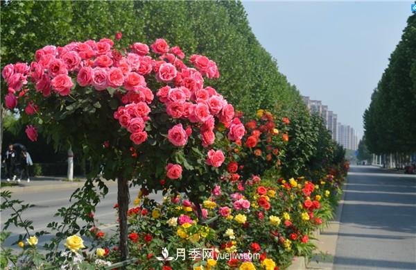 月季樹高貴典雅，做行道樹效果奇佳(圖1)