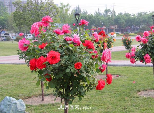 現(xiàn)代月季在園林綠化景觀(guān)中的應(yīng)用！園林人必看！(圖1)