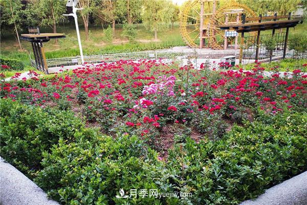 現(xiàn)代月季在園林綠化景觀(guān)中的應(yīng)用！園林人必看！(圖2)
