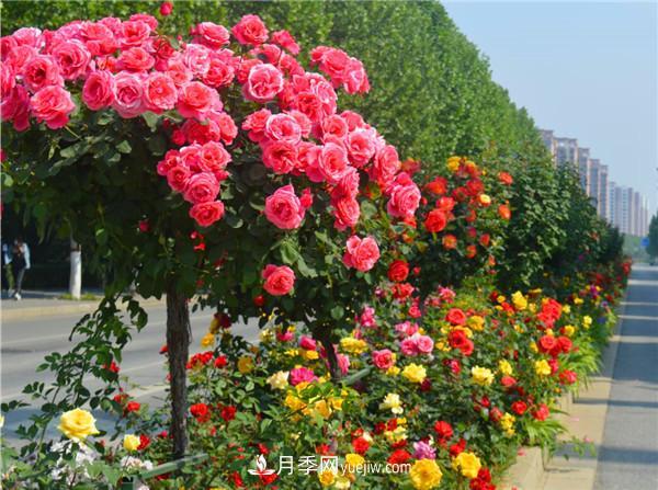 現(xiàn)代月季在園林綠化景觀(guān)中的應(yīng)用！園林人必看！(圖5)