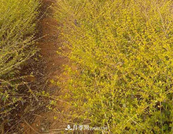 連翹的生長習(xí)性，品種與類別的介紹(圖1)