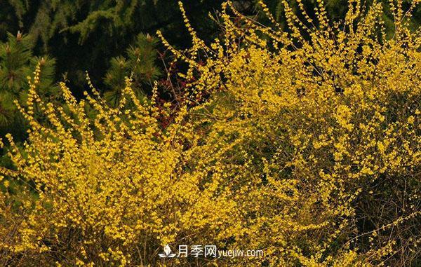 連翹的生長習(xí)性，品種與類別的介紹(圖3)