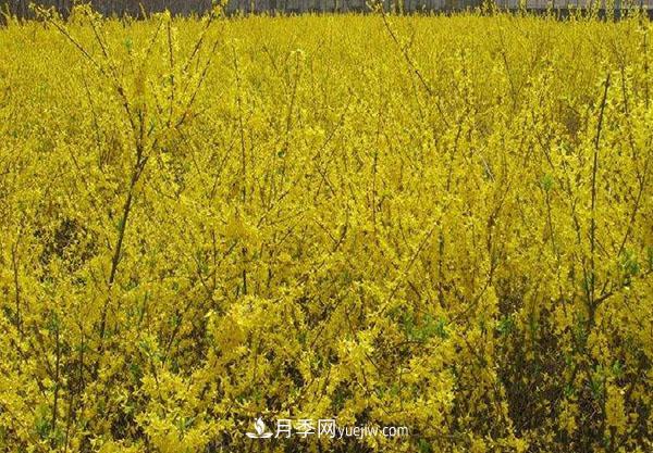 連翹的生長習(xí)性，品種與類別的介紹(圖2)