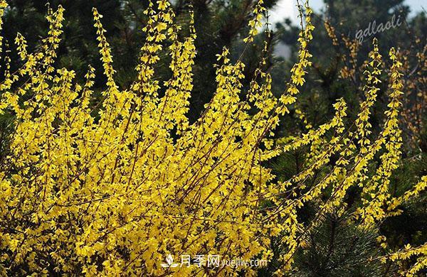 連翹的生長習(xí)性，品種與類別的介紹(圖4)