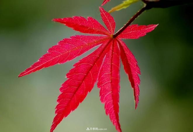 日本紅楓、美國(guó)紅楓、中國(guó)紅楓這樣區(qū)分，認(rèn)識(shí)這種彩葉苗木(圖5)
