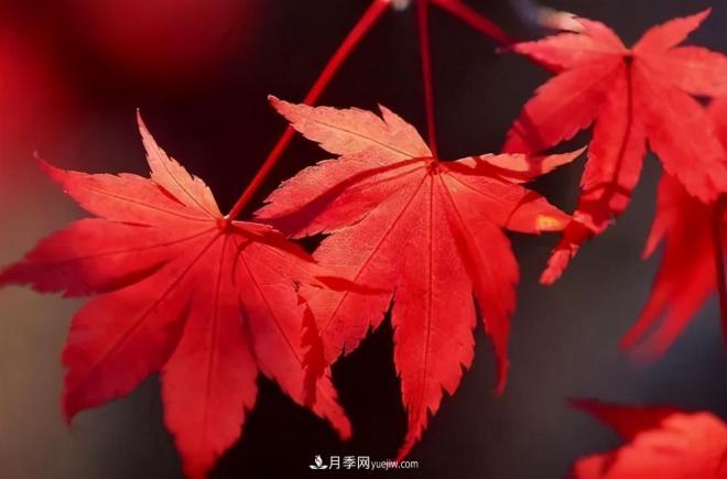 日本紅楓、美國(guó)紅楓、中國(guó)紅楓這樣區(qū)分，認(rèn)識(shí)這種彩葉苗木(圖4)