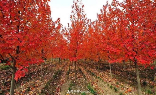 日本紅楓、美國(guó)紅楓、中國(guó)紅楓這樣區(qū)分，認(rèn)識(shí)這種彩葉苗木(圖9)