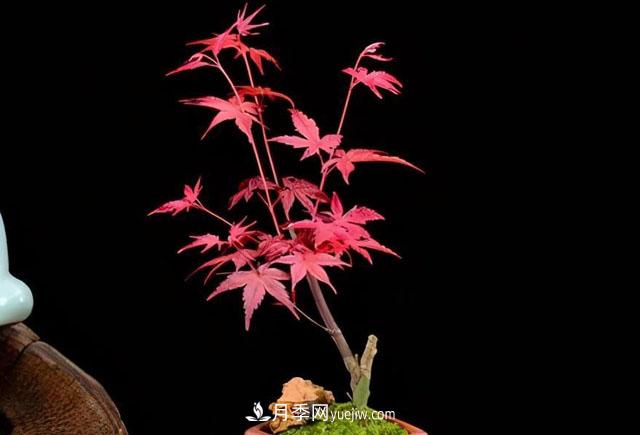 日本紅楓、美國(guó)紅楓、中國(guó)紅楓這樣區(qū)分，認(rèn)識(shí)這種彩葉苗木(圖7)
