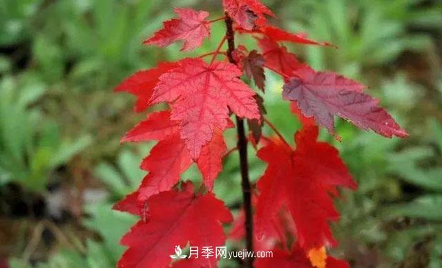 日本紅楓、美國(guó)紅楓、中國(guó)紅楓這樣區(qū)分，認(rèn)識(shí)這種彩葉苗木(圖6)