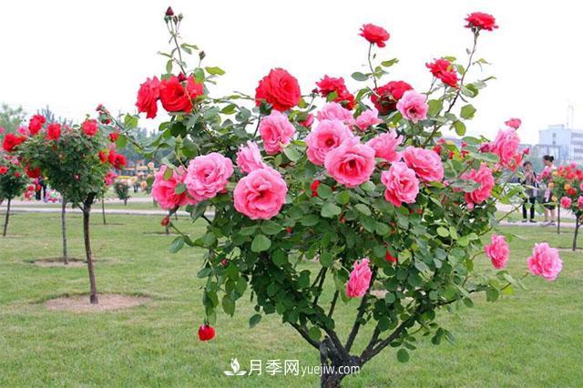 樹狀月季，月季新品，綠化之選，美出天際(圖2)