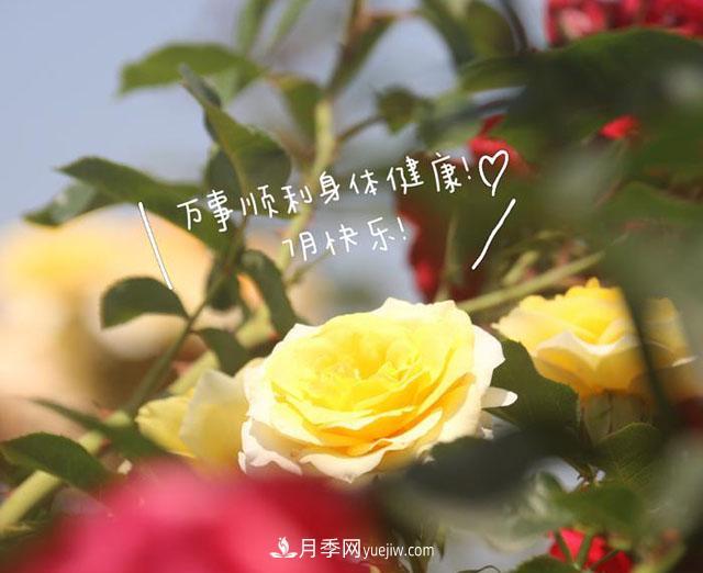 月季科學(xué)養(yǎng)護大盤點，讓你少走彎路！(圖1)
