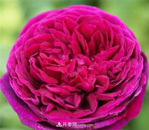 推薦6款月季，高貴典雅的花名讓人過目不忘(圖6)