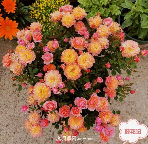 月季冬剪養(yǎng)護(hù)，豈能“統(tǒng)一行動(dòng)”？此篇揭開冬剪時(shí)間之謎(圖2)