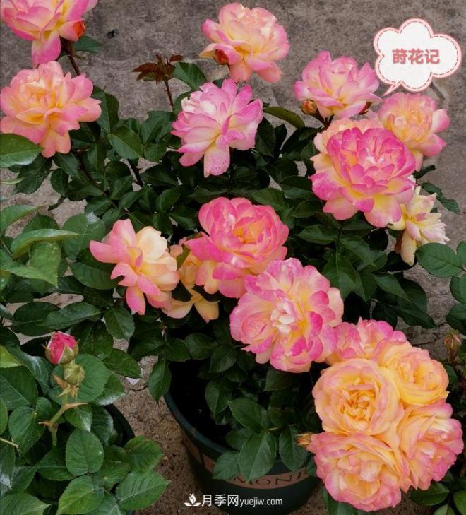 月季冬剪養(yǎng)護(hù)，豈能“統(tǒng)一行動(dòng)”？此篇揭開冬剪時(shí)間之謎(圖3)