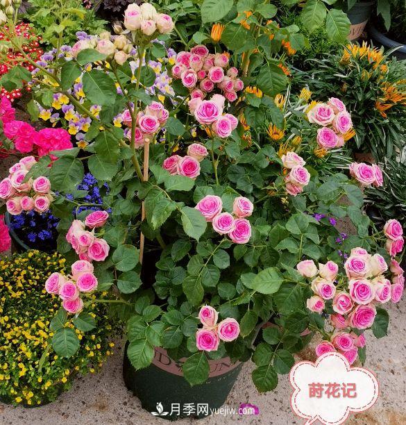 月季冬剪養(yǎng)護(hù)，豈能“統(tǒng)一行動(dòng)”？此篇揭開冬剪時(shí)間之謎(圖4)