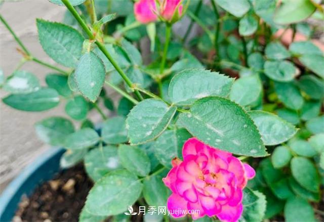 做為一個(gè)養(yǎng)花人，我和宿遷月季的不解之緣(圖2)