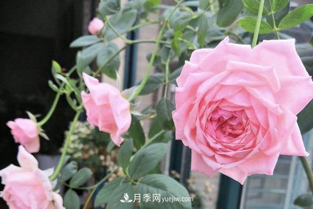 適合在北向陽臺養(yǎng)的5個月季品種，輕松開花(圖2)
