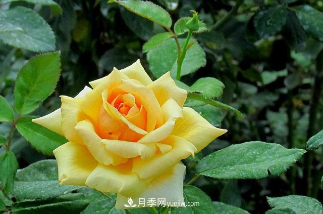 月季花5條養(yǎng)殖方法，花期長(zhǎng)達(dá)180天，香味濃郁撲滿鼻(圖1)