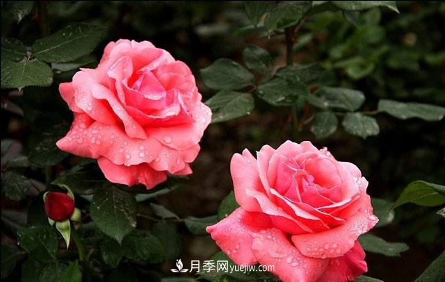 月季花5條養(yǎng)殖方法，花期長(zhǎng)達(dá)180天，香味濃郁撲滿鼻(圖2)