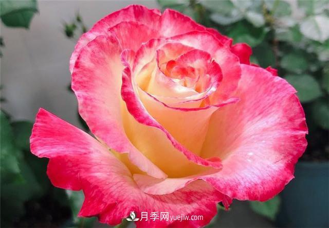 月季紅雙喜，養(yǎng)護簡單開花多，只要4招1年開花10個月(圖2)