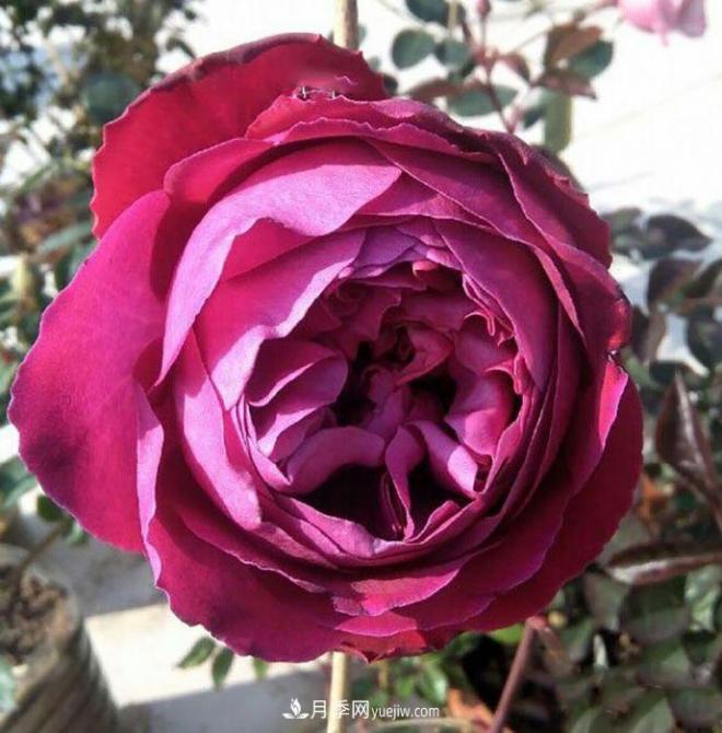 10款月季花，花比拳頭大，隨便一棵就能長一院子(圖2)