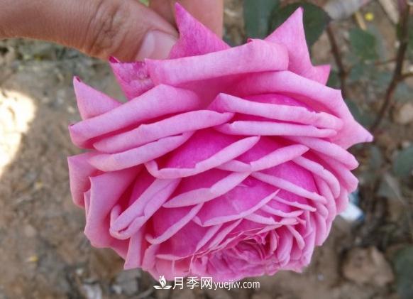 10款月季花，花比拳頭大，隨便一棵就能長一院子(圖1)