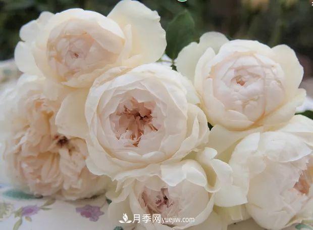10款月季花，花比拳頭大，隨便一棵就能長一院子(圖4)