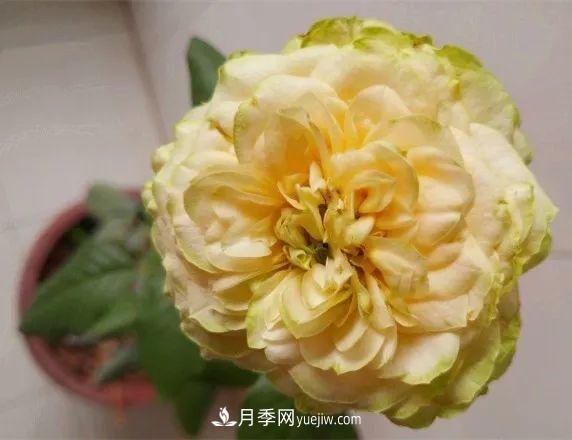 10款月季花，花比拳頭大，隨便一棵就能長一院子(圖8)