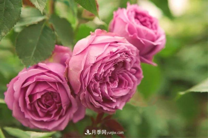 10款月季花，花比拳頭大，隨便一棵就能長一院子(圖7)