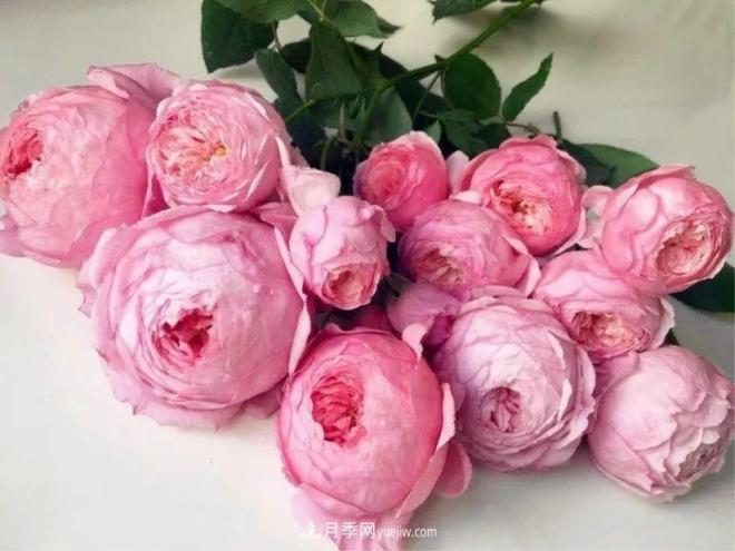10款月季花，花比拳頭大，隨便一棵就能長一院子(圖10)