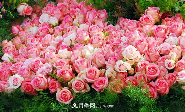 推薦給小白花友這6種月季花，扔到土里就能活(圖1)