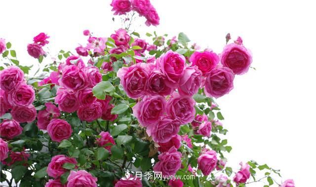 推薦給小白花友這6種月季花，扔到土里就能活(圖2)