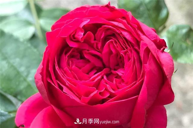 推薦給小白花友這6種月季花，扔到土里就能活(圖3)