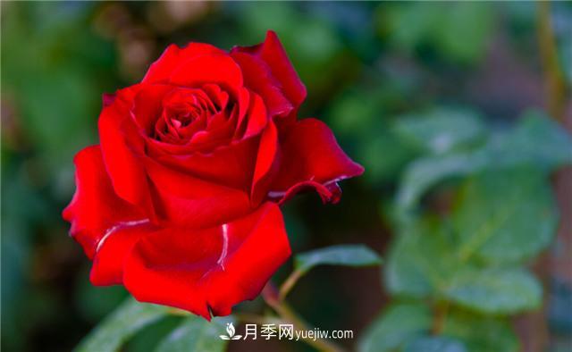 推薦給小白花友這6種月季花，扔到土里就能活(圖4)