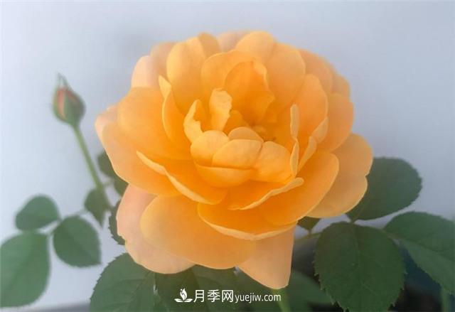 推薦給小白花友這6種月季花，扔到土里就能活(圖7)