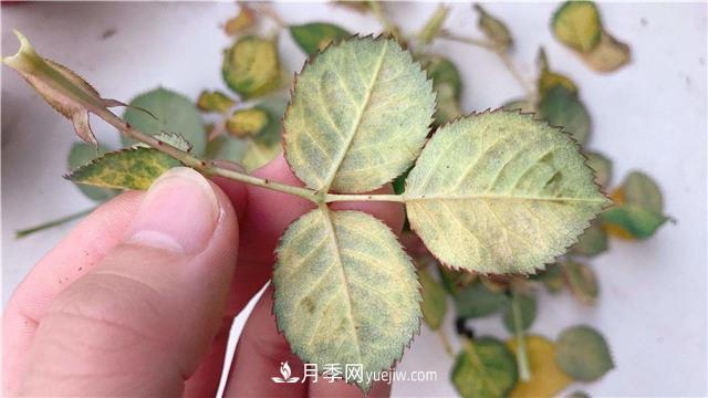 紅蜘蛛是月季花的天敵，有3種方法輕松消滅(圖1)