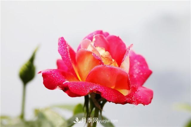 秋冬季節(jié)，月季花如何施肥和除蟲(chóng)(圖1)