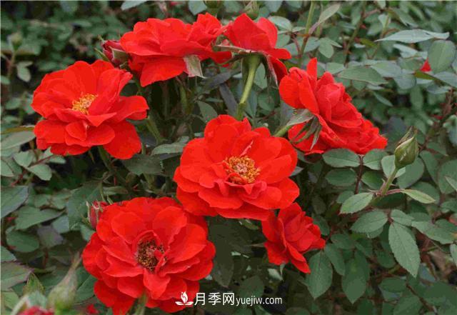 十月養(yǎng)月季，三個(gè)動(dòng)作“虐一虐”，15天催新筍，綻放層疊群花(圖2)