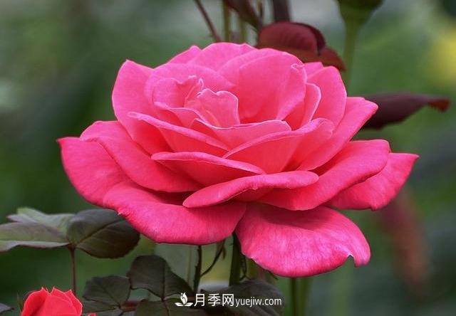 十月養(yǎng)月季，三個(gè)動(dòng)作“虐一虐”，15天催新筍，綻放層疊群花(圖3)