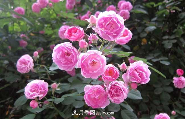 十月養(yǎng)月季，三個(gè)動(dòng)作“虐一虐”，15天催新筍，綻放層疊群花(圖4)