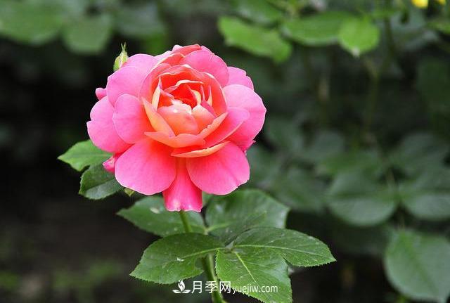 十月養(yǎng)月季，三個(gè)動(dòng)作“虐一虐”，15天催新筍，綻放層疊群花(圖1)