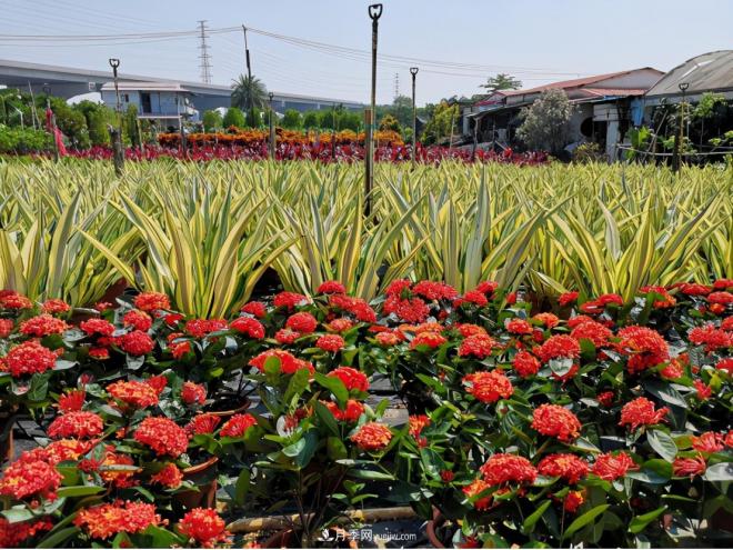 廣東省中山市橫欄鎮(zhèn)，這個(gè)3萬(wàn)畝的花木之鄉(xiāng)，畝均年產(chǎn)值竟達(dá)10萬(wàn)元(圖4)