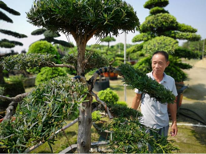 廣東省中山市橫欄鎮(zhèn)，這個(gè)3萬(wàn)畝的花木之鄉(xiāng)，畝均年產(chǎn)值竟達(dá)10萬(wàn)元(圖5)