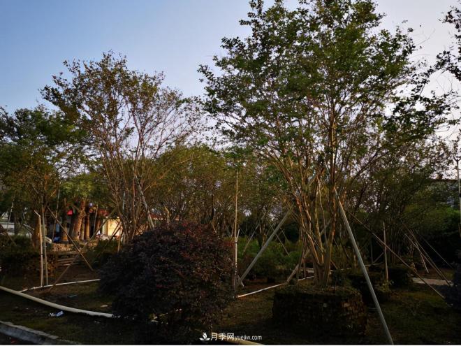 廣東省中山市橫欄鎮(zhèn)，這個(gè)3萬(wàn)畝的花木之鄉(xiāng)，畝均年產(chǎn)值竟達(dá)10萬(wàn)元(圖7)