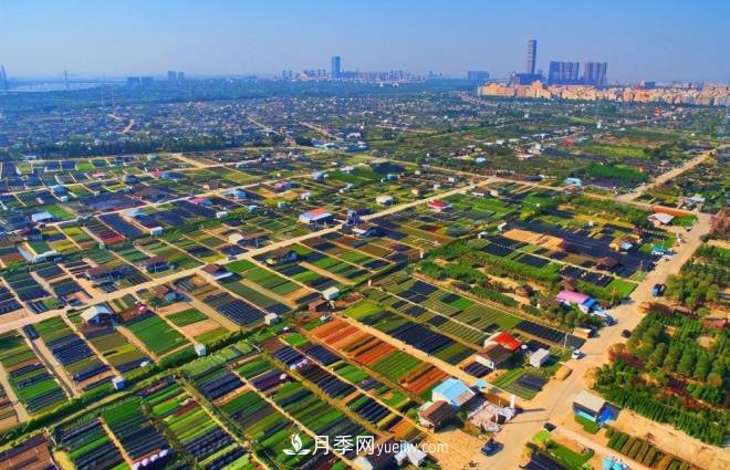 廣東省中山市橫欄鎮(zhèn)，這個(gè)3萬(wàn)畝的花木之鄉(xiāng)，畝均年產(chǎn)值竟達(dá)10萬(wàn)元(圖1)