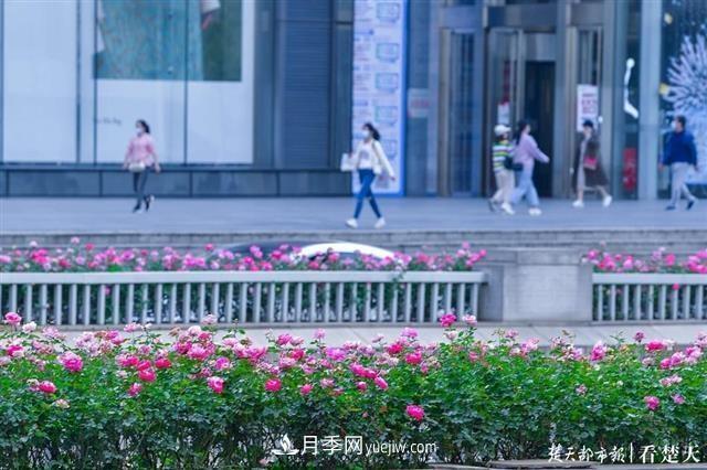 相約金秋，一場(chǎng)月季旋風(fēng)吹遍武漢漢陽(yáng)三鎮(zhèn)！氣場(chǎng)強(qiáng)大堪比春天(圖1)