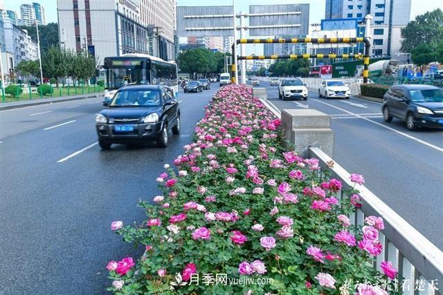 相約金秋，一場(chǎng)月季旋風(fēng)吹遍武漢漢陽(yáng)三鎮(zhèn)！氣場(chǎng)強(qiáng)大堪比春天(圖3)